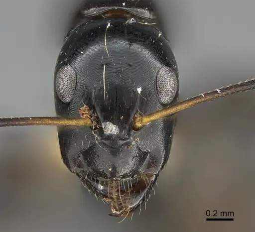 Camponotus foersteri specimen CASENT0486918 image casent0486918_2