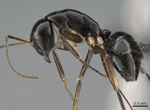 Camponotus foersteri specimen CASENT0486918 image casent0486918_3