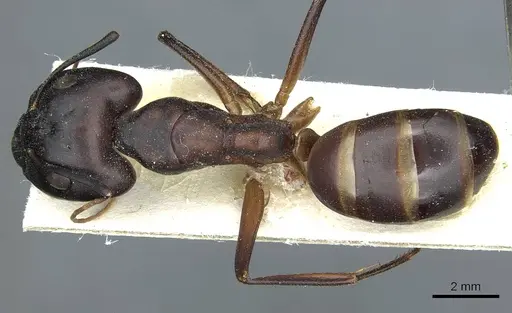 Camponotus foleyi specimen CASENT0911941 image casent0911941_1