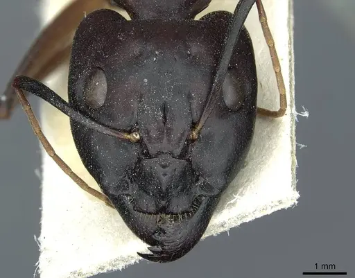 Camponotus foleyi specimen CASENT0911941 image casent0911941_2
