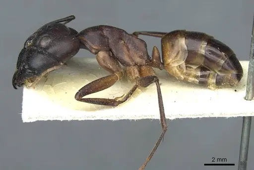 Camponotus foleyi specimen CASENT0911941 image casent0911941_3