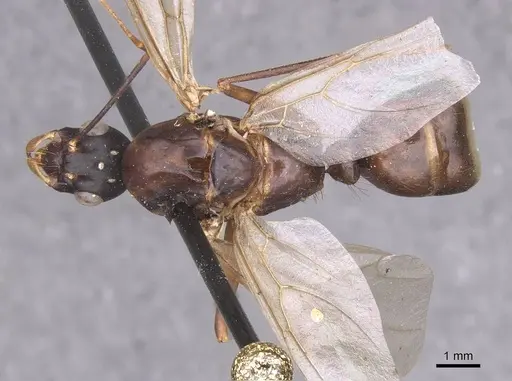 Camponotus foleyi specimen CASENT0913620 image casent0913620_1