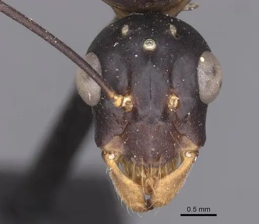 Camponotus foleyi specimen CASENT0913620 image casent0913620_2