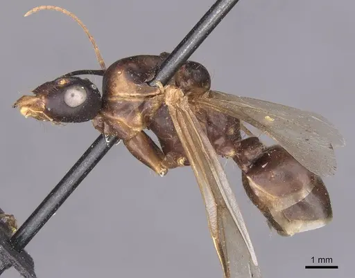 Camponotus foleyi specimen CASENT0913620 image casent0913620_3