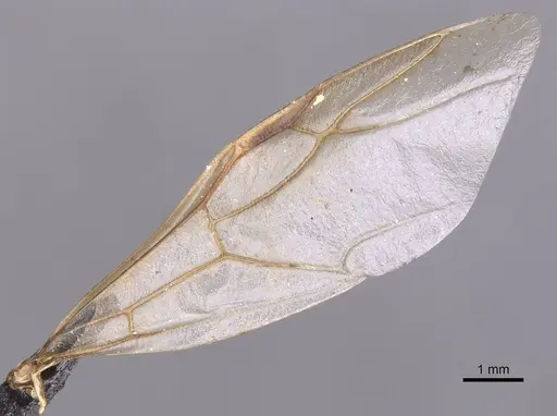 Camponotus foleyi specimen CASENT0913620 image casent0913620_4