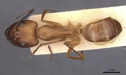 Camponotus foleyi specimen CASENT0913621 image casent0913621_1