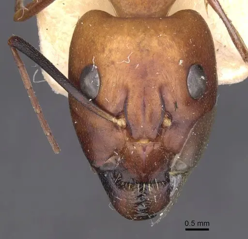 Camponotus foleyi specimen CASENT0913621 image casent0913621_2