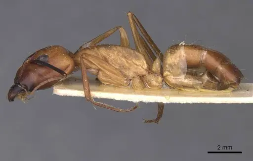 Camponotus foleyi specimen CASENT0913621 image casent0913621_3