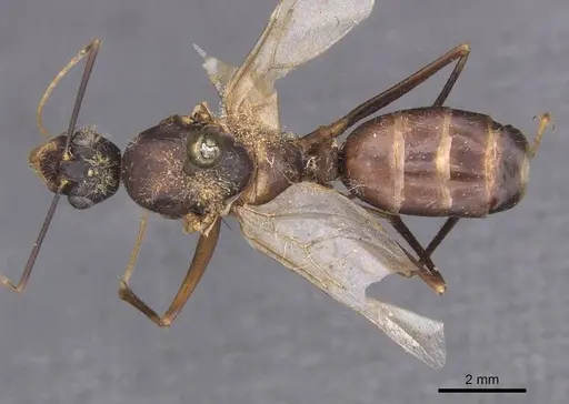 Camponotus foleyi specimen CASENT0913622 image casent0913622_1