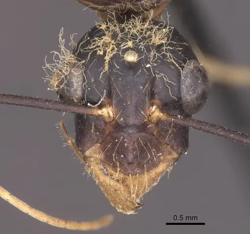 Camponotus foleyi specimen CASENT0913622 image casent0913622_2