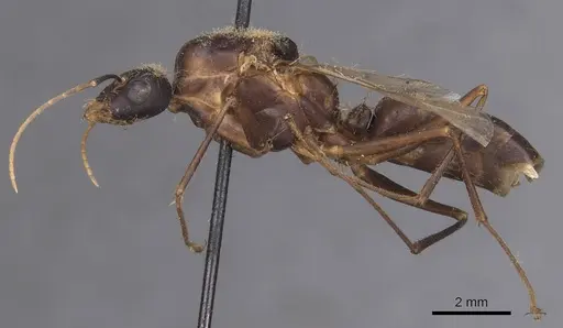 Camponotus foleyi specimen CASENT0913622 image casent0913622_3