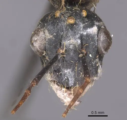 Camponotus foleyi specimen CASENT0913623 image casent0913623_2