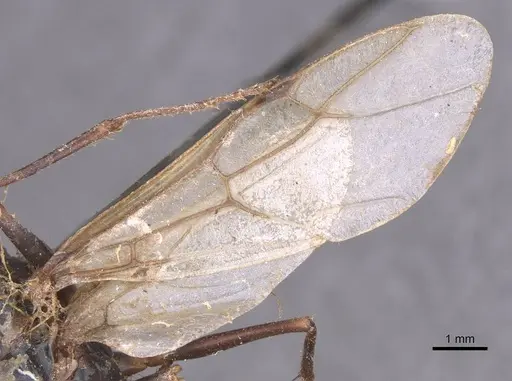 Camponotus foleyi specimen CASENT0913623 image casent0913623_4