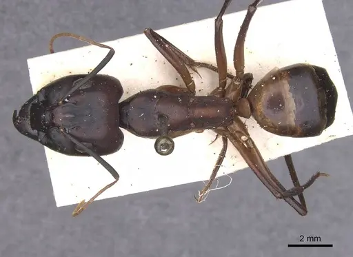 Camponotus foleyi specimen CASENT0913625 image casent0913625_1