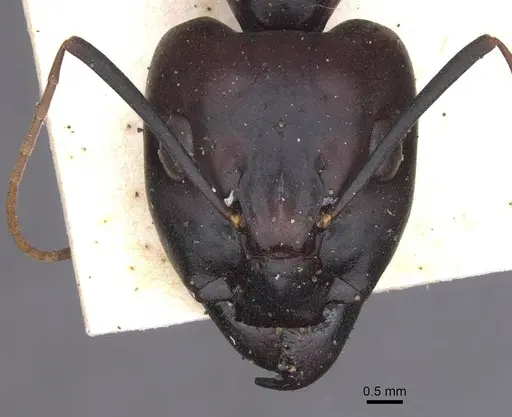 Camponotus foleyi specimen CASENT0913625 image casent0913625_2