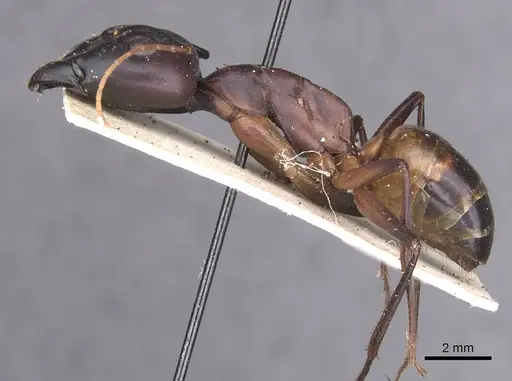 Camponotus foleyi specimen CASENT0913625 image casent0913625_3