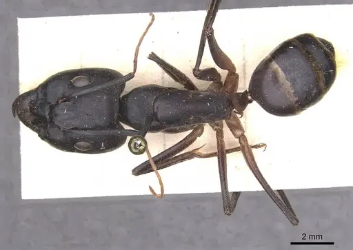 Camponotus foleyi specimen CASENT0913696 image casent0913696_1