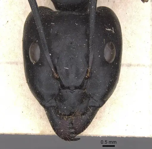 Camponotus foleyi specimen CASENT0913696 image casent0913696_2