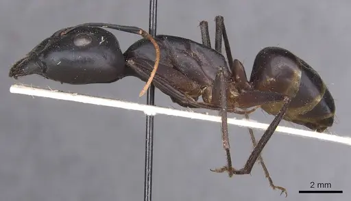 Camponotus foleyi specimen CASENT0913696 image casent0913696_3