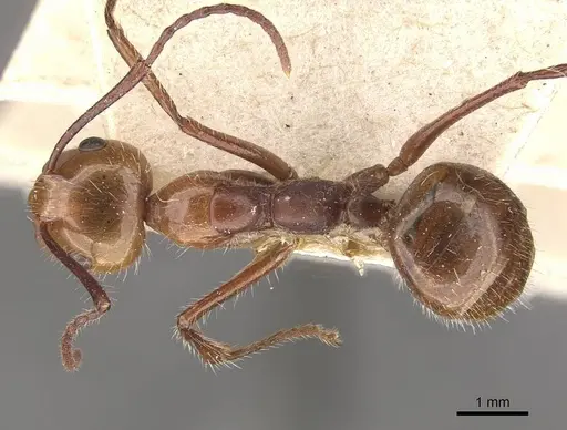 Camponotus folicola specimen CASENT0910623 image casent0910623_1