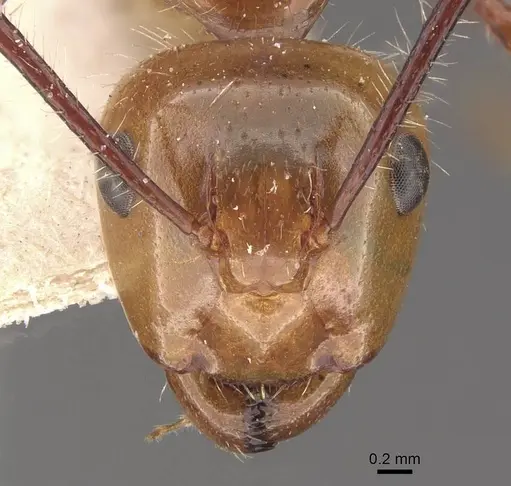 Camponotus folicola specimen CASENT0910623 image casent0910623_2