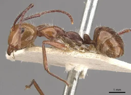Camponotus folicola specimen CASENT0910623 image casent0910623_3