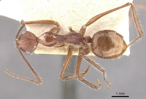 Camponotus folicola specimen CASENT0910624 image casent0910624_1