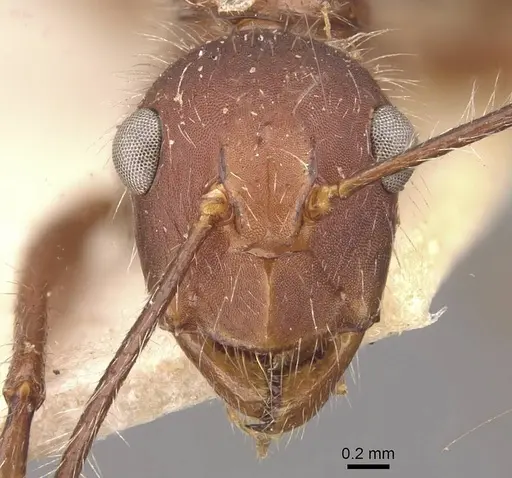 Camponotus folicola specimen CASENT0910624 image casent0910624_2