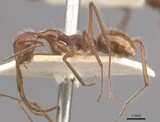Camponotus folicola specimen CASENT0910624 image casent0910624_3