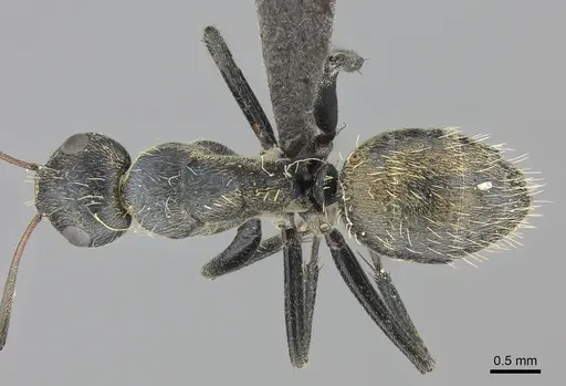 Camponotus foraminosus specimen CASENT0235413 image casent0235413_1