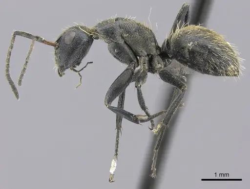 Camponotus foraminosus specimen CASENT0235413 image casent0235413_3