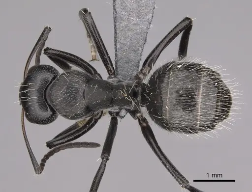 Camponotus foraminosus specimen CASENT0779602 image casent0779602_1