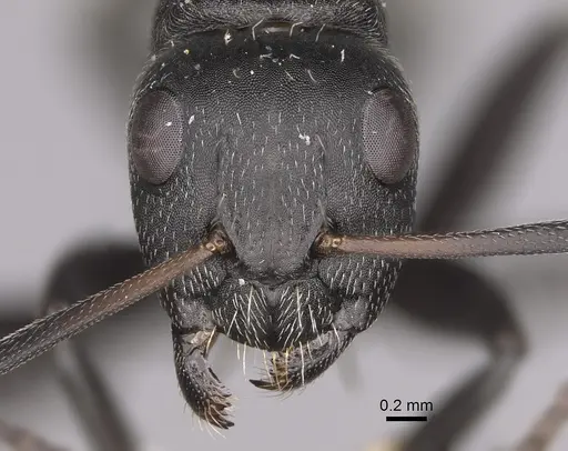 Camponotus foraminosus specimen CASENT0779602 image casent0779602_2