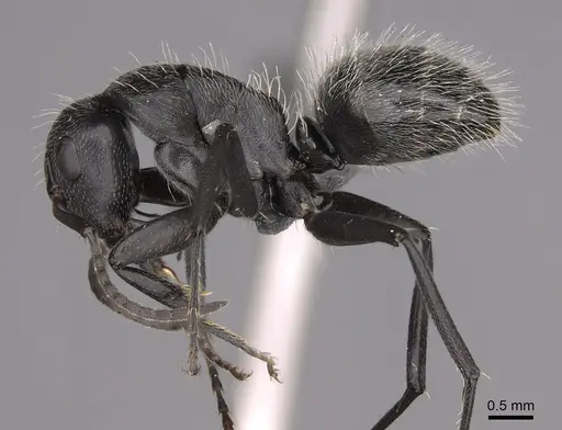 Camponotus foraminosus specimen CASENT0779602 image casent0779602_3