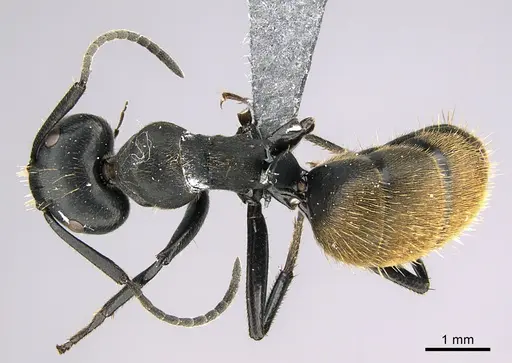 Camponotus foraminosus specimen CASENT0824766 image casent0824766_1