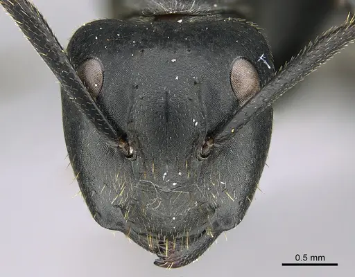 Camponotus foraminosus specimen CASENT0824766 image casent0824766_2
