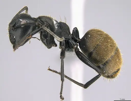 Camponotus foraminosus specimen CASENT0824766 image casent0824766_3