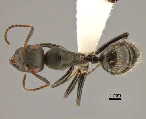 Camponotus foraminosus specimen CASENT0882209 image casent0882209_1