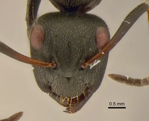 Camponotus foraminosus specimen CASENT0882209 image casent0882209_2