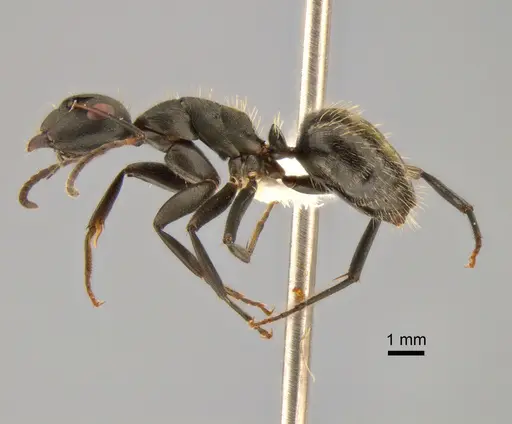 Camponotus foraminosus specimen CASENT0882209 image casent0882209_3