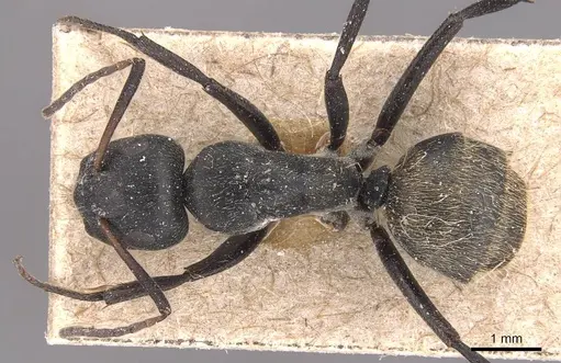 Camponotus foraminosus specimen CASENT0905422 image casent0905422_1