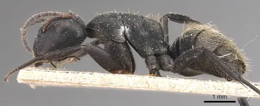 Camponotus foraminosus specimen CASENT0905422 image casent0905422_3
