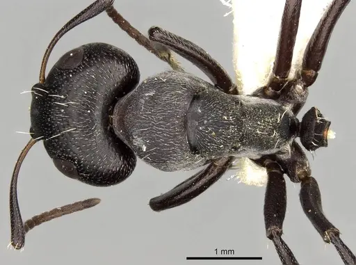 Camponotus foraminosus specimen CASENT0906878 image casent0906878_1