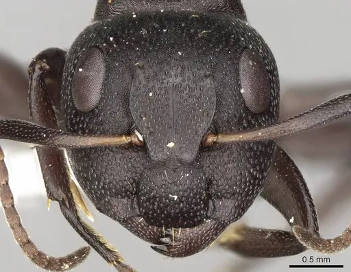 Camponotus foraminosus specimen CASENT0906878 image casent0906878_2