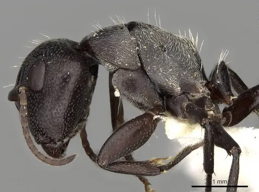 Camponotus foraminosus specimen CASENT0906878 image casent0906878_3