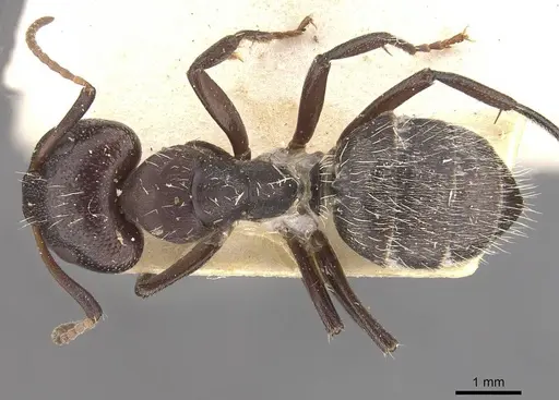 Camponotus foraminosus specimen CASENT0910477 image casent0910477_1