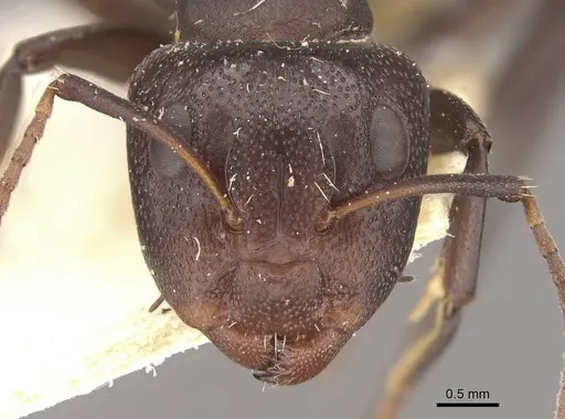 Camponotus foraminosus specimen CASENT0910477 image casent0910477_2