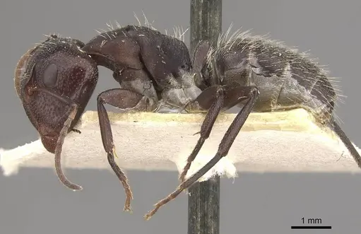 Camponotus foraminosus specimen CASENT0910477 image casent0910477_3