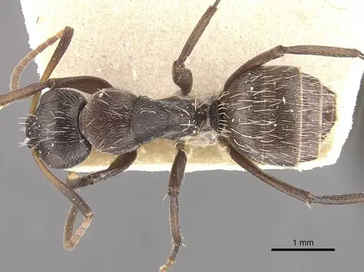 Camponotus foraminosus specimen CASENT0910478 image casent0910478_1