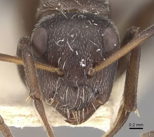 Camponotus foraminosus specimen CASENT0910478 image casent0910478_2